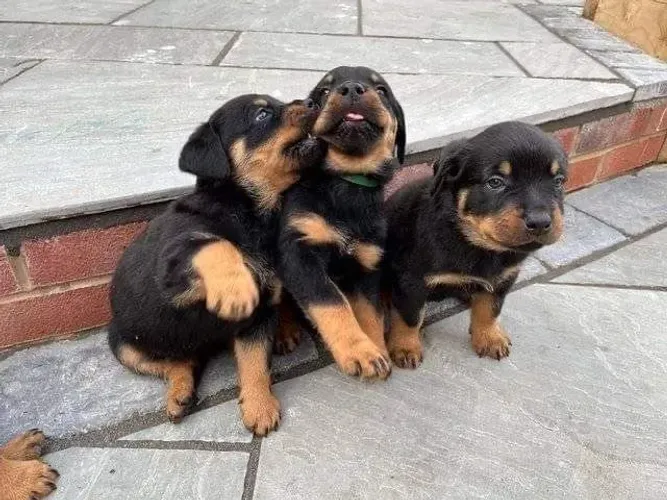 Rottweiler alegre