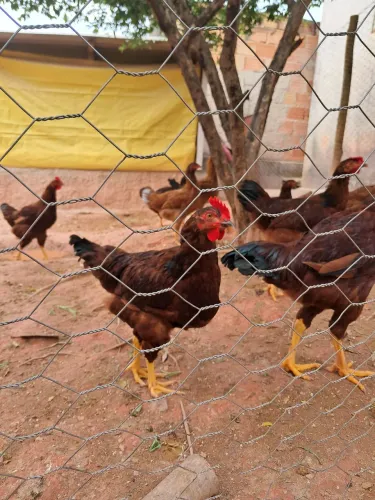 Frango Rhode