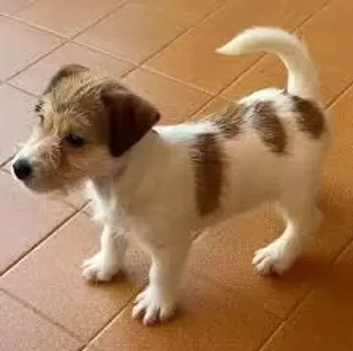O jack russel é curioso.