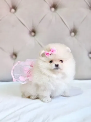 Spitz Alemão - Lulu da Pomerânia