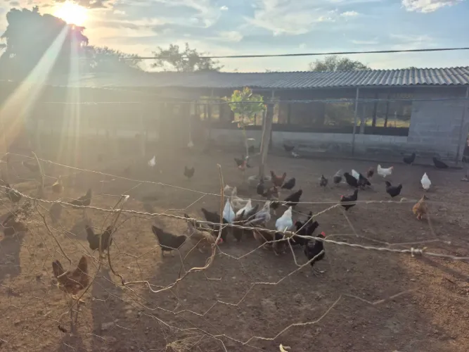 Esterco de galinha ! Cama de frango
