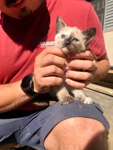 Gatinhas para adoção 