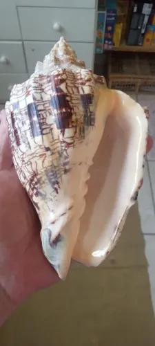 Concha de lesma gigante