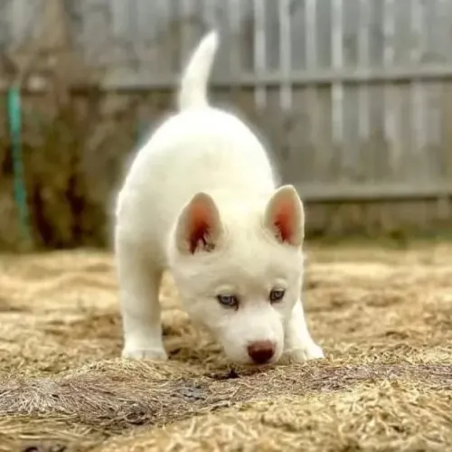 Filhotes de Husky Siberiano | O carinho aproxima.