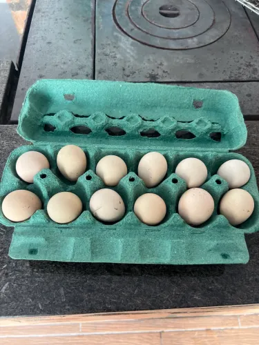 Ovos de galinha da angola