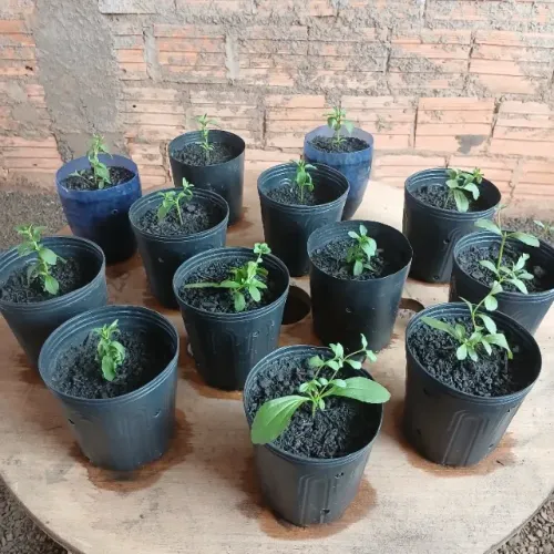 Mudas de Stevia Adoçante