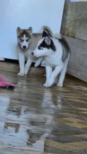 Husky Siberiano
