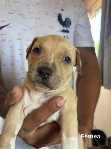 VENDE-SE FILHOTES PITBULL RAÇA PURA