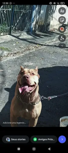Pitmonster 