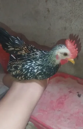 Mine garnisé caipirinha