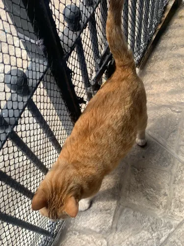 Doação gato laranja 
