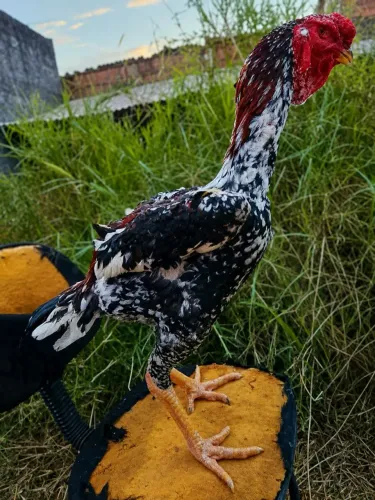 Índio gigante ovos
