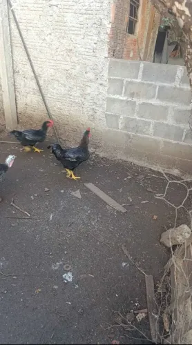 Vendo galos