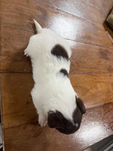 Cachorro Border collie