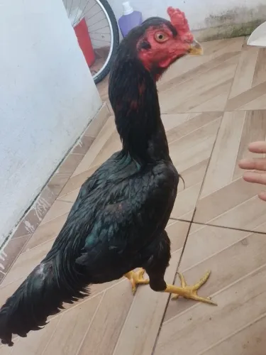 Galos e frango