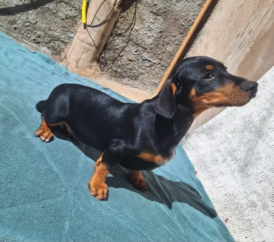 Bassê macho Bleck tan ?