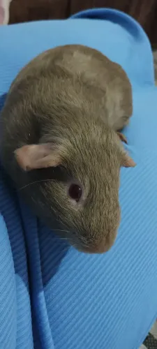 Porquinho da índia 
