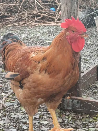 Vendo galo da raça pesadão com 4 meses