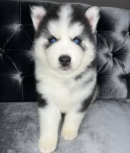 Fêmea Husky Siberiano wooly! 