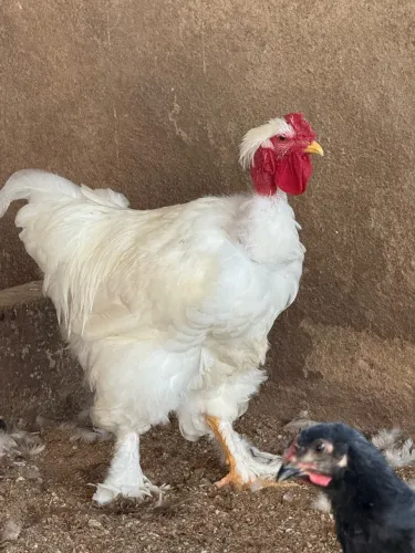 Casal de Brahma white pescoço pelado