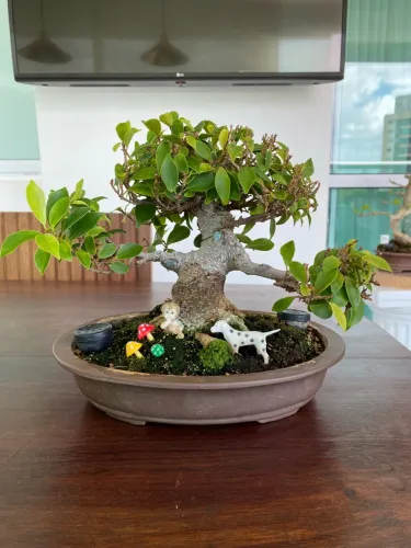 Bonsai de Ficus Microcarpa