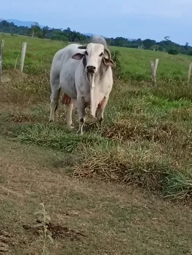 Toro melory. Reprodutor. Faço negócio em carro ou moto. Do meu agrado.