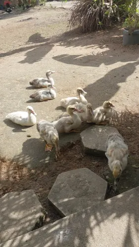 Vendo 5 patinhos com 2,5 meses de vida. Interessados chamar no zap *.
