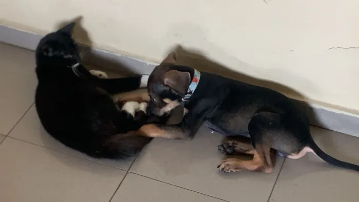 Cachorro para adoção, super dócil e ama carinho e gosta de brincar
