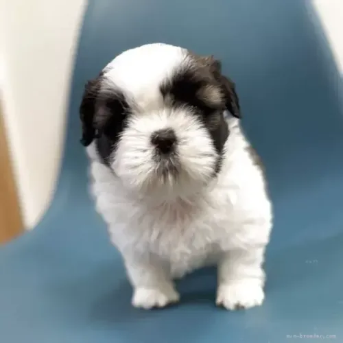 Lindo neném Shih Tzu/ Shitzu filhotinhos dóceis vacinados macho e fêmea com garantias