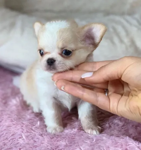 Chihuahua carinhoso