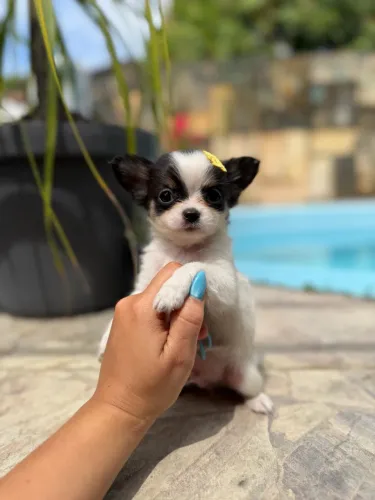 Chihuahua Tricolor
