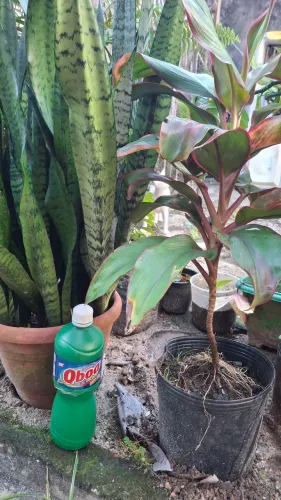 2 vasos de plantas