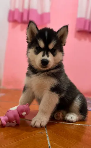 Filhote fêmea de husky siberiano 