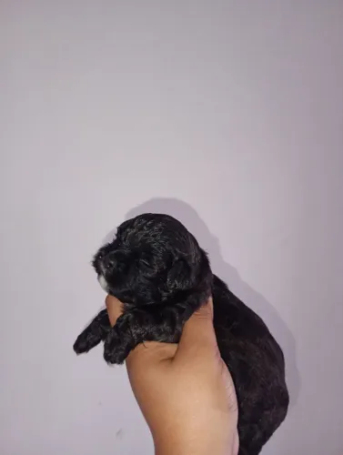 Filhote de shih Tzu macho disponível