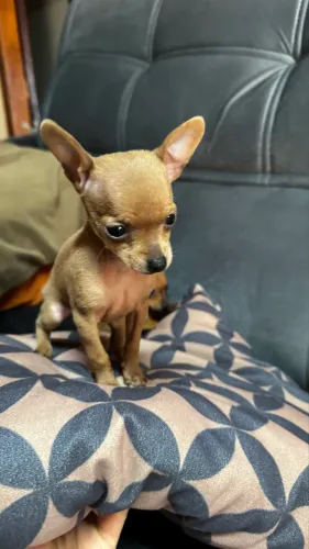 Animais de estimação 