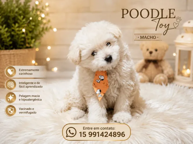 Poodle toy macho