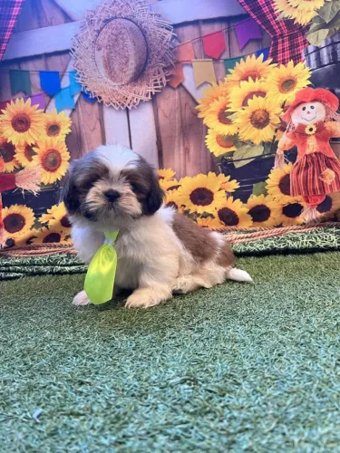 Shih Tzu adorável