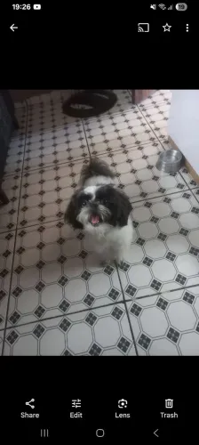 doa-se shitzu (LEIA A DESCRIÇÃO!)