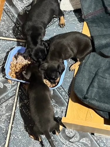 Pinscher preto com canela