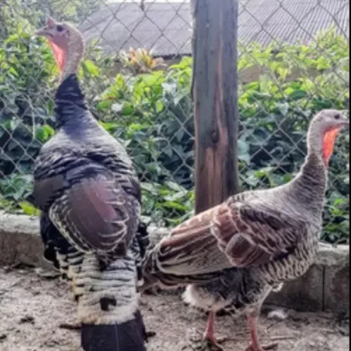 Casal de perú
