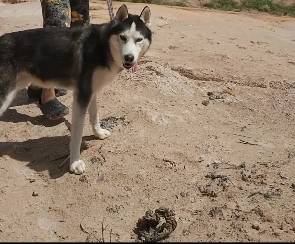 Cachorro Com1ANO HuskSiberiano