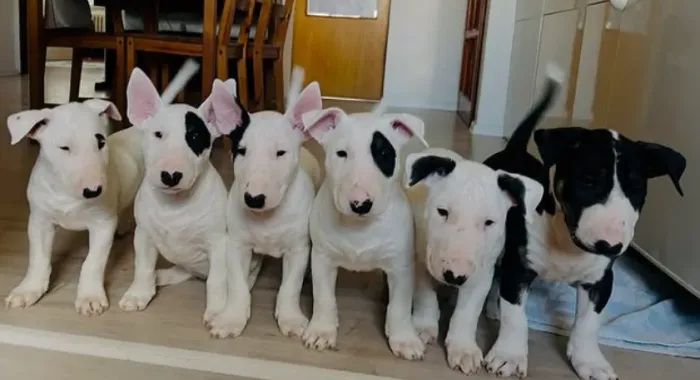 Bull Terrier,Bull Terrier Filhote Estrutura Perfeita Disponível