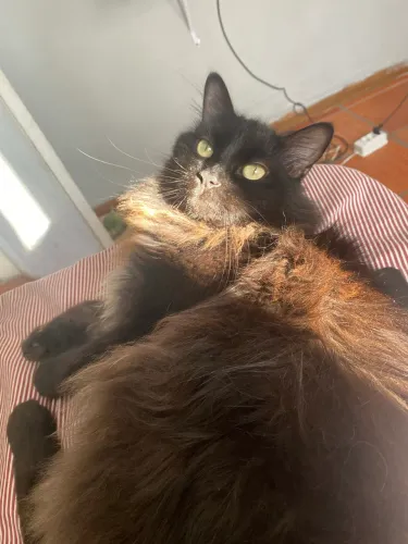 Adoção responsável gato 
