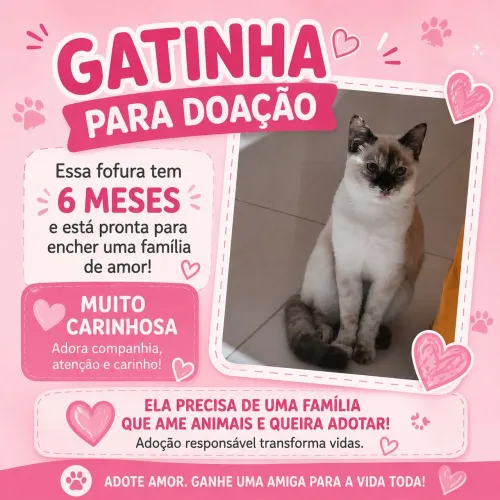 Estou doando uma gatinha linda fêmea siamês que tem 6 meses e é muito carinhosa!