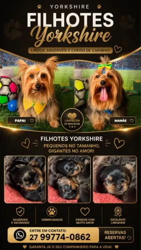 Vendo filhotes de Yorkshire