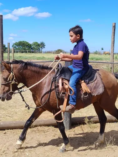 Cavalo piquira