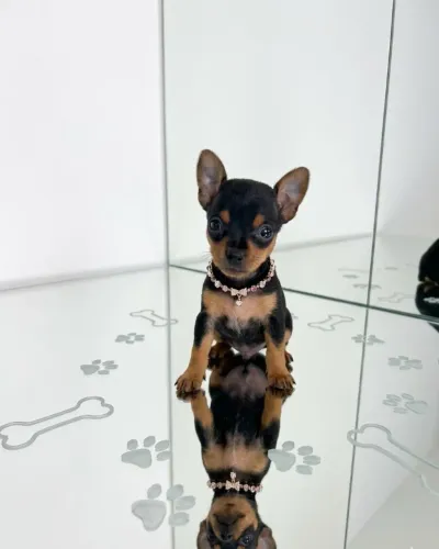 Pinscher Filhotes Perfeitos