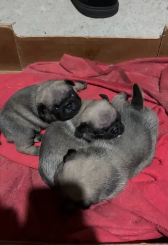 Filhotes de Pug machos 
