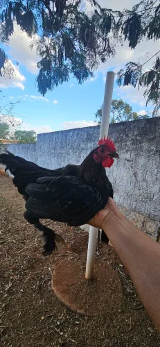 Galinhas raças diversas