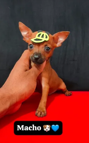 Pinscher lindos bebes